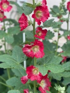 hollyhocks