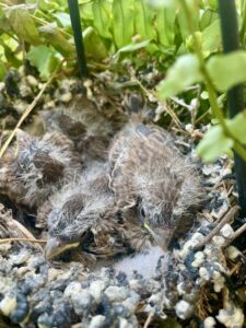 2026 historic bryant house bird nest