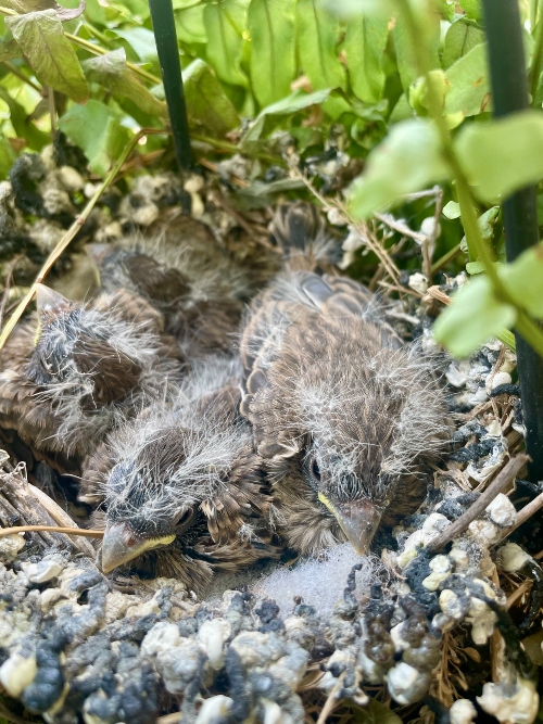 2026 historic bryant house bird nest