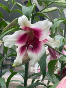 2026 flower lily