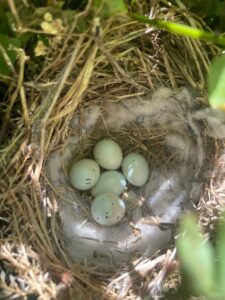 bird nest