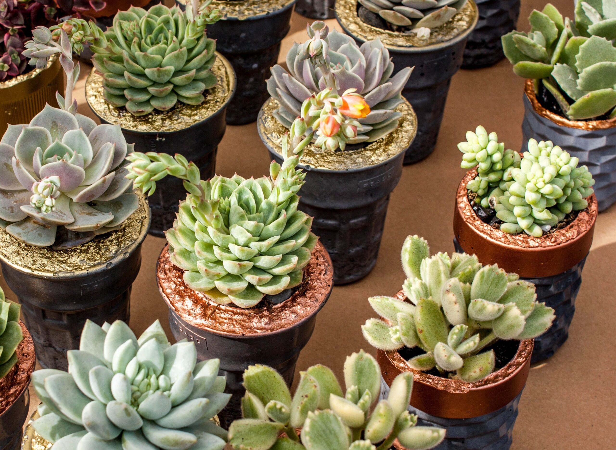 2026succulentfundraiser